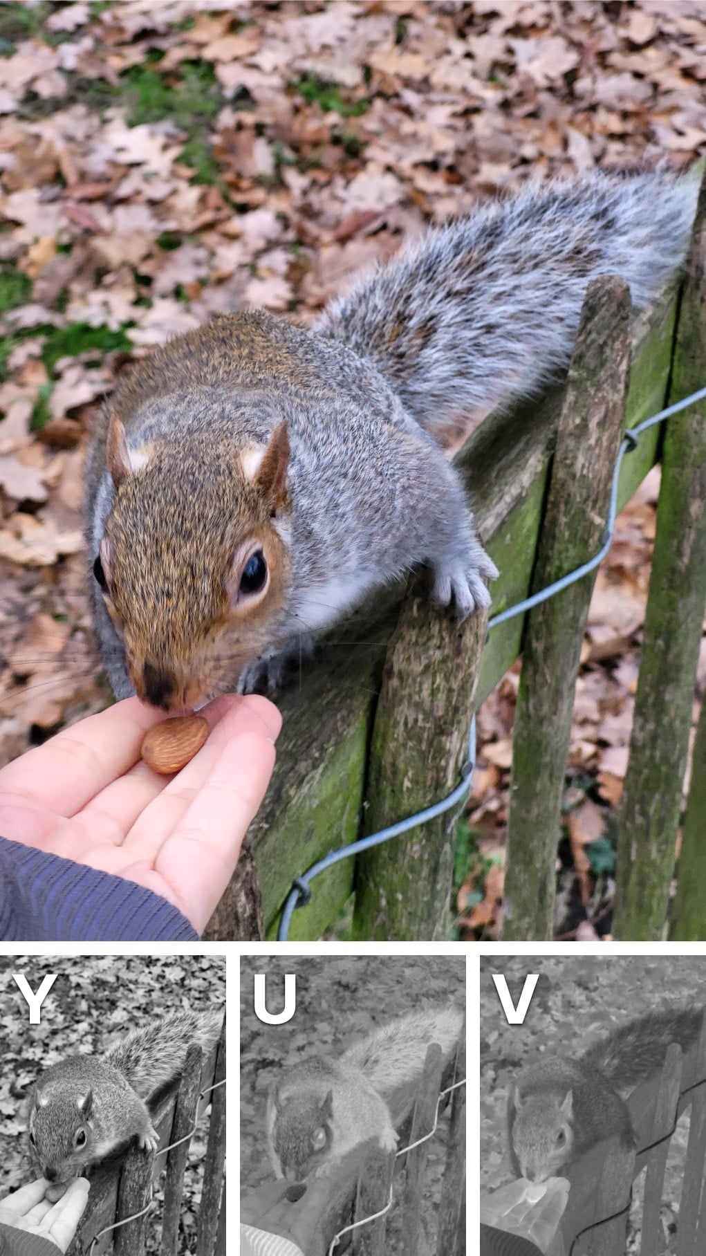 Comparison of a color image of a squirrel with its separated YUV channels: the original color image, monochrome Y channel showing luminance detail, monochrome U channel showing blue-yellow differences, and monochrome V channel showing red-green differences.