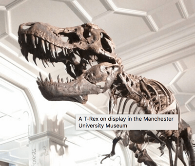 恐龙图片,上面的提示标题为“A T-Rex on display in the Manchester University Museum”